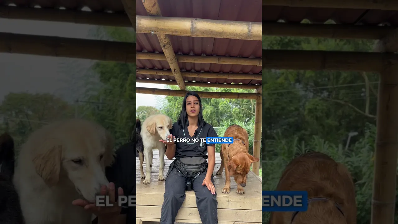 Educadora canina con dos perros en la vista previa del video de adiestramiento