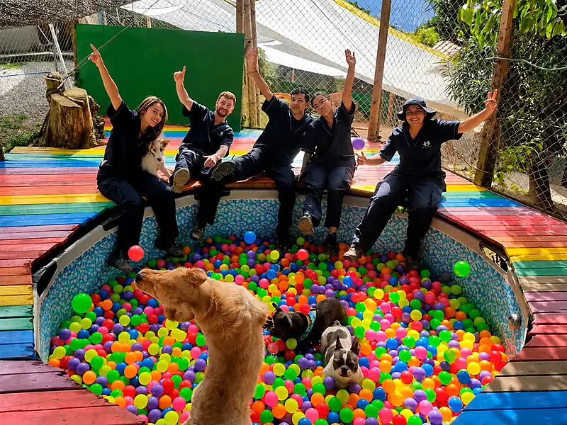 Actividades de guarderia canina con piscina de pelotas y equipo cuidador