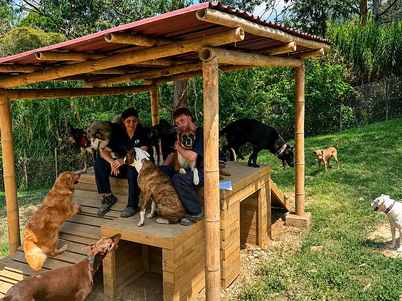 Cabanas de descanso del hotel canino con perros y cuidadores