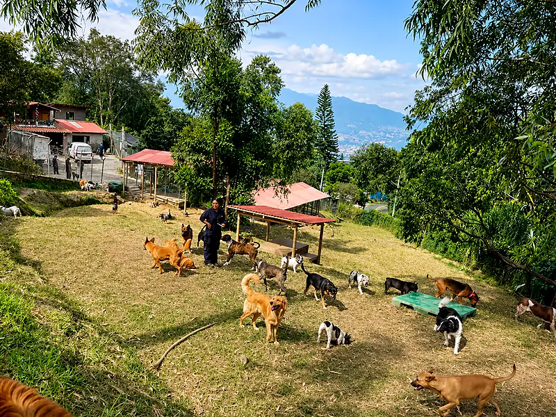 Guarderia canina campestre en Medellin con perros jugando al aire libre