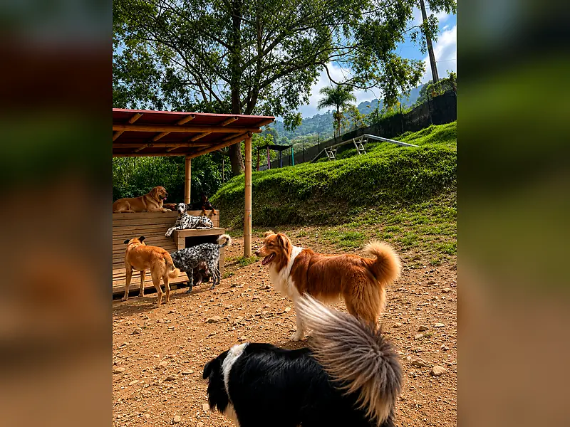 Patio campestre para perros grandes con sombra y supervision