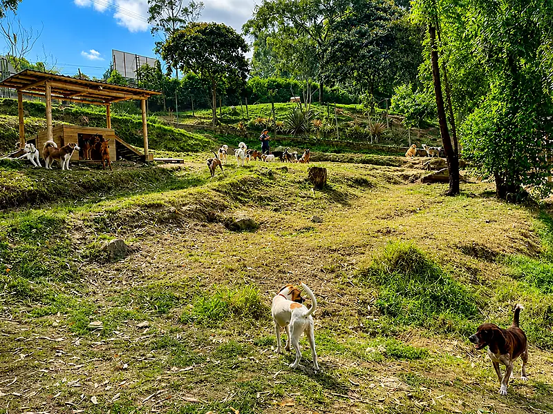 Patio natural del hotel canino en Envigado con perros socializando