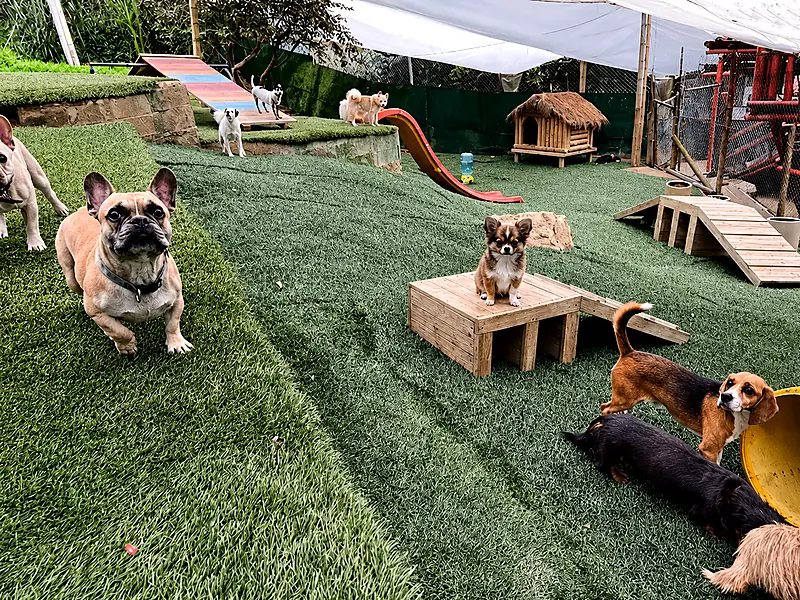 Patio para perros pequenos en guarderia canina con juegos, tunel y zonas de actividad