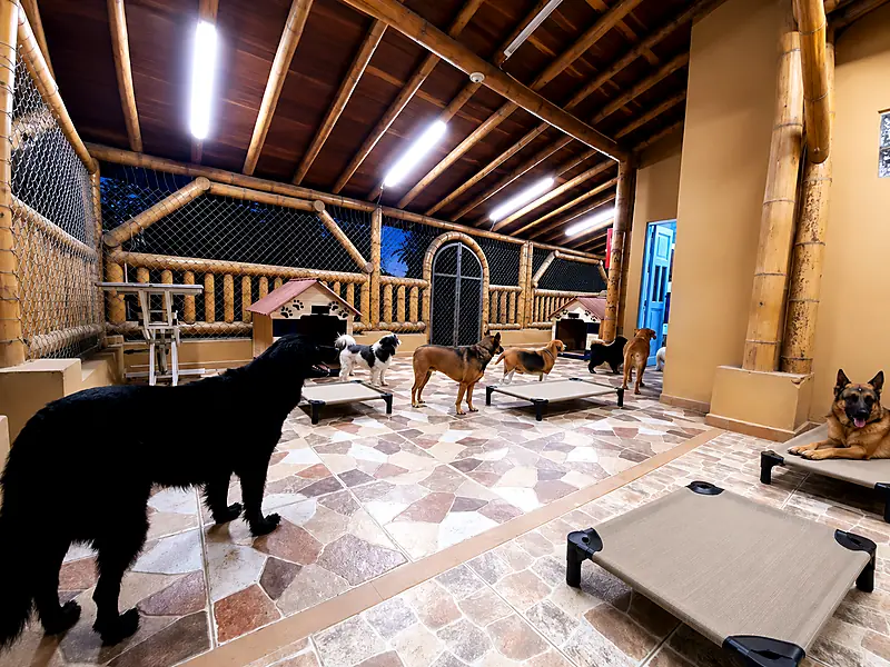 Zona cubierta del hotel canino en Medellin para descanso y cuidado nocturno