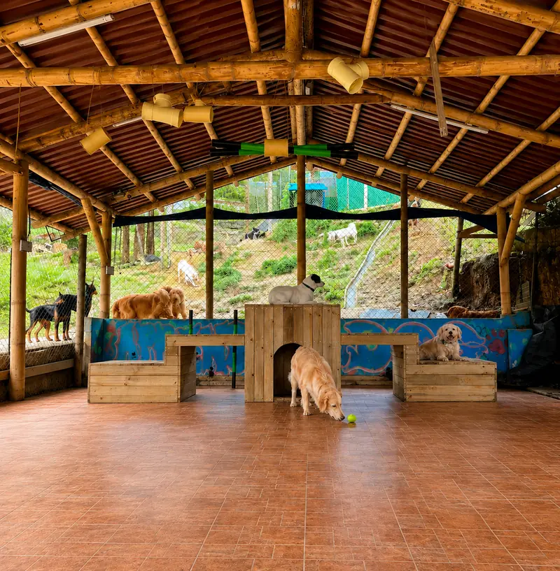 Zona cubierta de juegos del hotel canino en Envigado con perros descansando y socializando