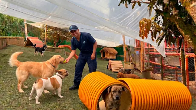 Suscripción al Club: Guardería y Colegio Canino en Medellín