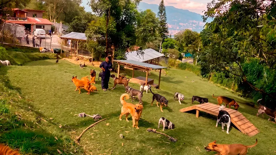 Video de Club del Canino: guardería, hotel y adiestramiento