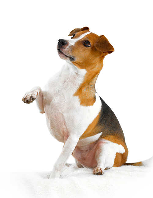 perro alzando la pata cursos de etologia y adiestramiento canino en medellin
